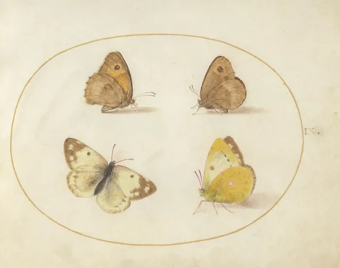 Framed Print : Plate 9: Four Butterflies, c. 1575 / 1580. Creator: Joris Hoefnagel Framed Print : Plate 9: Four Butterflies, c. 1575 / 1580. Creator: Joris Hoefnagel