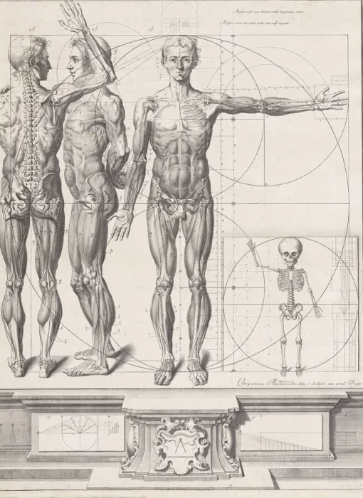 Framed Print : Plate for the Atlas Anatomico (unpublished), Plate ca. 1680-9 Framed Print : Plate for the Atlas Anatomico (unpublished), Plate ca. 1680-9