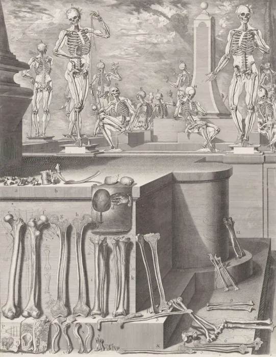 Framed Print : Plate for the Atlas Anatomico (unpublished), Plate ca. 1680-9 Framed Print : Plate for the Atlas Anatomico (unpublished), Plate ca. 1680-9