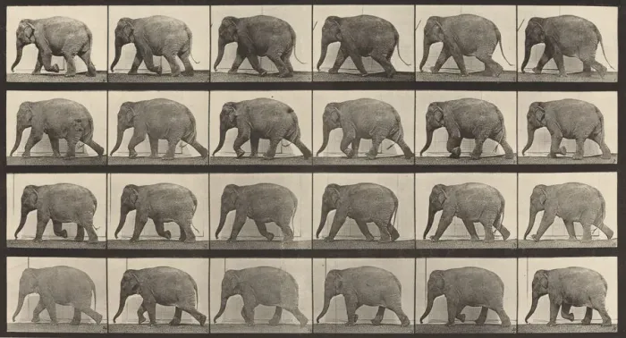 Framed Print : Plate Number 733. Elephant walking, 1887. Creator: Eadweard J Muybridge Framed Print : Plate Number 733. Elephant walking, 1887. Creator: Eadweard J Muybridge