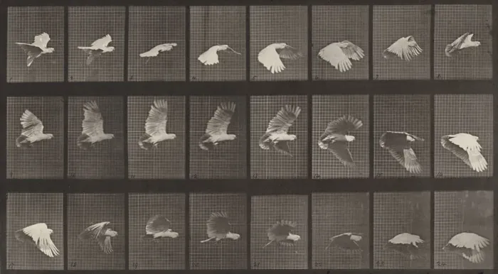 Framed Print : Plate Number 758. Cockatoo flying, 1887. Creator: Eadweard J Muybridge Framed Print : Plate Number 758. Cockatoo flying, 1887. Creator: Eadweard J Muybridge