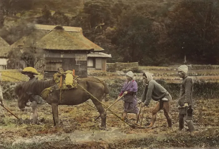 Framed Print : Ploughing, about 1873-1883. Creator: Shinichi Suzuki I Framed Print : Ploughing, about 1873-1883. Creator: Shinichi Suzuki I