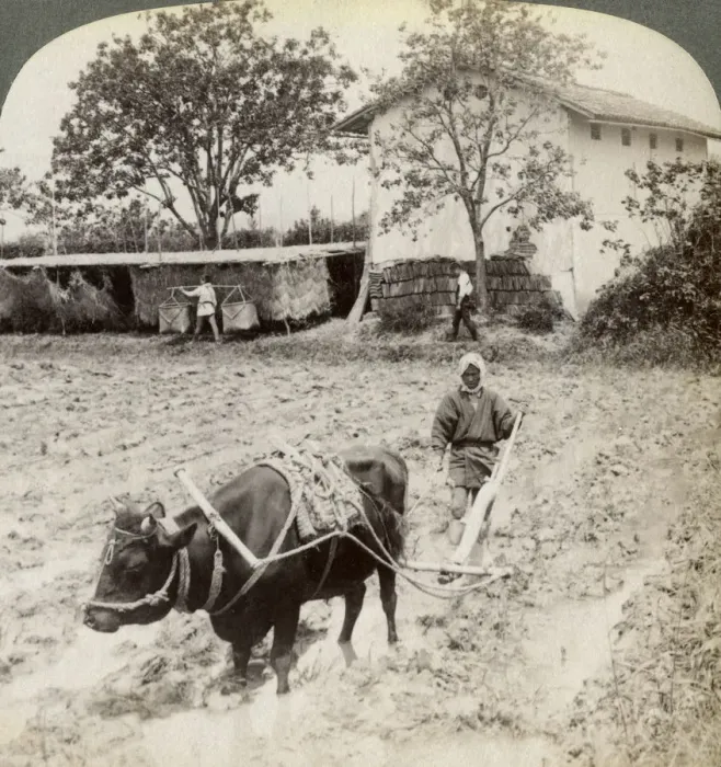 Framed Print : Ploughing flooded ground for rice planting, north of the main road at Uji, near Kyoto, Japan, 1904. Artist: Underwood & Underwood Framed Print : Ploughing flooded ground for rice planting, north of the main road at Uji, near Kyoto, Japan, 1904. Artist: Underwood & Underwood