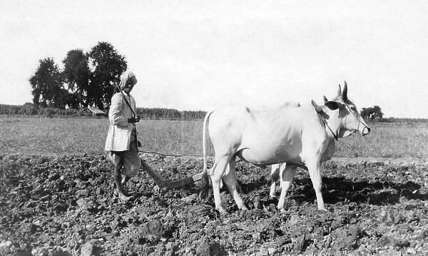 Ploughing in India, 1917