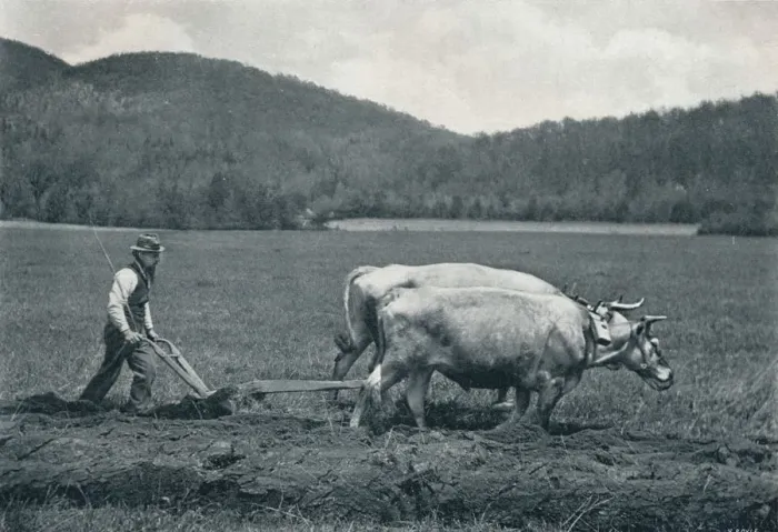 Framed Print : The Ploughman, c1903. Artist: Vernon Royle Framed Print : The Ploughman, c1903. Artist: Vernon Royle