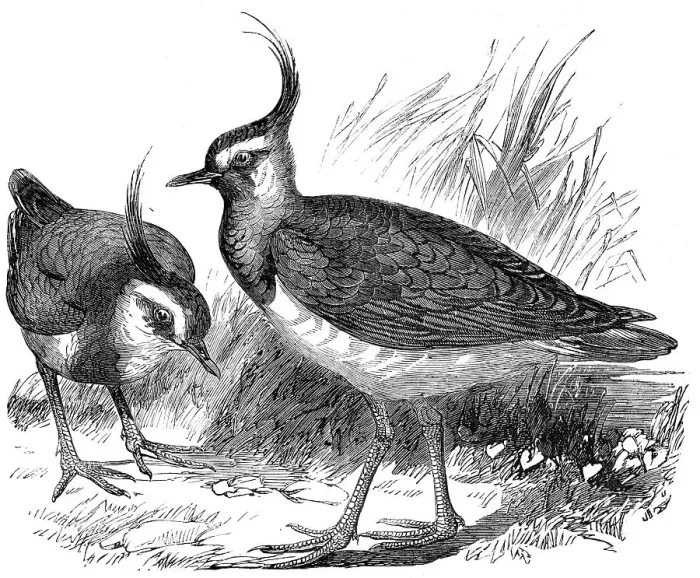 Framed Print : Plovers, 1856. Creator: Unknown Framed Print : Plovers, 1856. Creator: Unknown