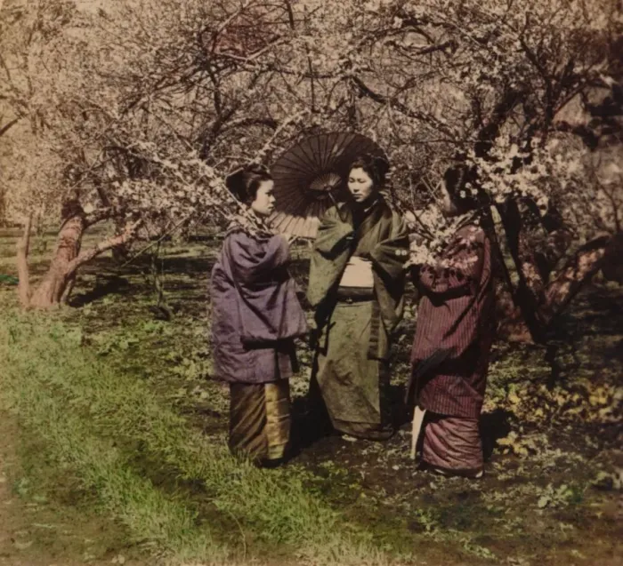 Framed Print : Under the Plum Blossoms, Sugita, Japan, 1896 Framed Print : Under the Plum Blossoms, Sugita, Japan, 1896