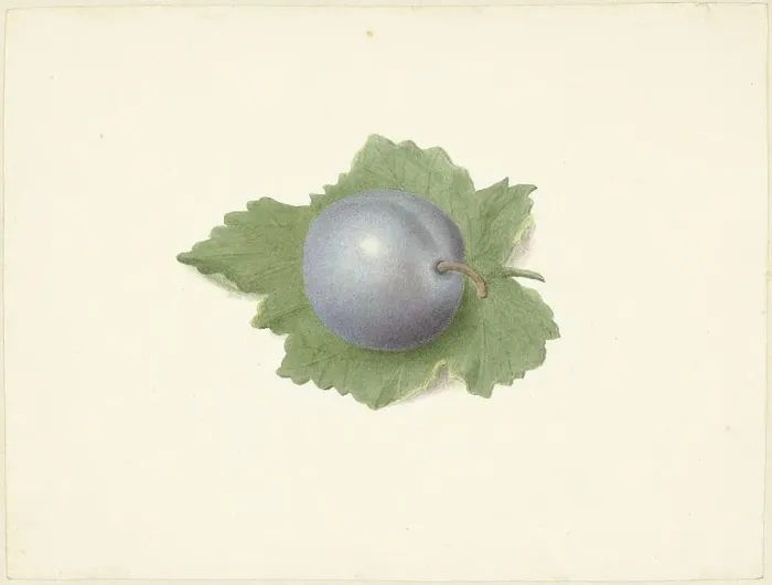 Framed Print : Plum on a leaf, 1818-1853. Creator: Elisabeth Geertruida van de Kasteele Framed Print : Plum on a leaf, 1818-1853. Creator: Elisabeth Geertruida van de Kasteele