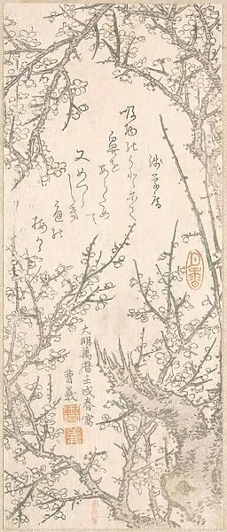 Plum Tree in Blossom, 1813. Creator: Kitao Shigemasa