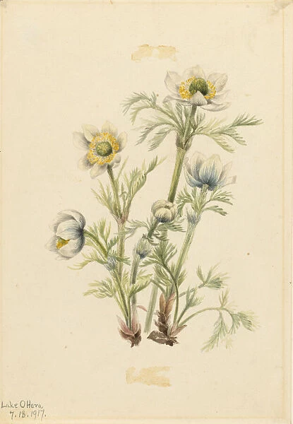 Plume Anemone (Pulsatilla occidentalis), 1917. Creator: Mary Vaux Walcott