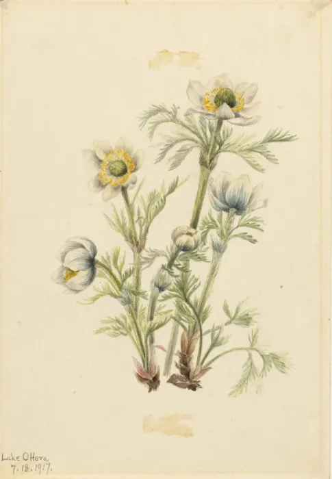 Framed Print : Plume Anemone (Pulsatilla occidentalis), 1917. Creator: Mary Vaux Walcott Framed Print : Plume Anemone (Pulsatilla occidentalis), 1917. Creator: Mary Vaux Walcott