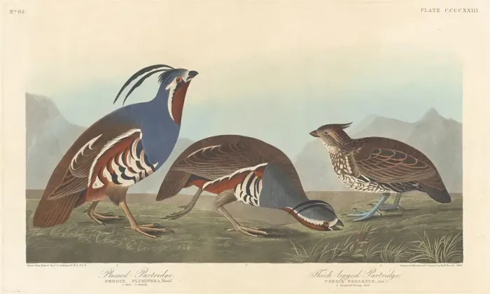Framed Print : Plumed Partridge and Thick-legged Partridge, 1838. Creator: Robert Havell Framed Print : Plumed Partridge and Thick-legged Partridge, 1838. Creator: Robert Havell
