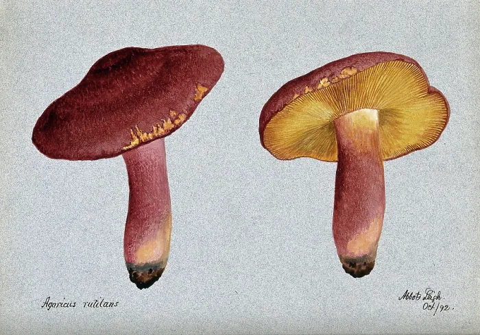 Framed Print : Plums and custard fungus (Tricholomopsis rutilans): two fruiting bodies, 1892. Creator: Unknown Framed Print : Plums and custard fungus (Tricholomopsis rutilans): two fruiting bodies, 1892. Creator: Unknown