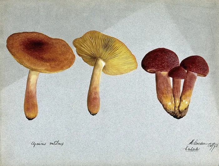 Framed Print : Plums and custard fungus (Tricholomopsis rutilans): five fruiting bodies, 1893. Creator: Edwin Wheeler Framed Print : Plums and custard fungus (Tricholomopsis rutilans): five fruiting bodies, 1893. Creator: Edwin Wheeler