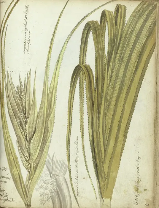 Framed Print : Poedak, Javanese flower, 1785. Creator: Jan Brandes Framed Print : Poedak, Javanese flower, 1785. Creator: Jan Brandes