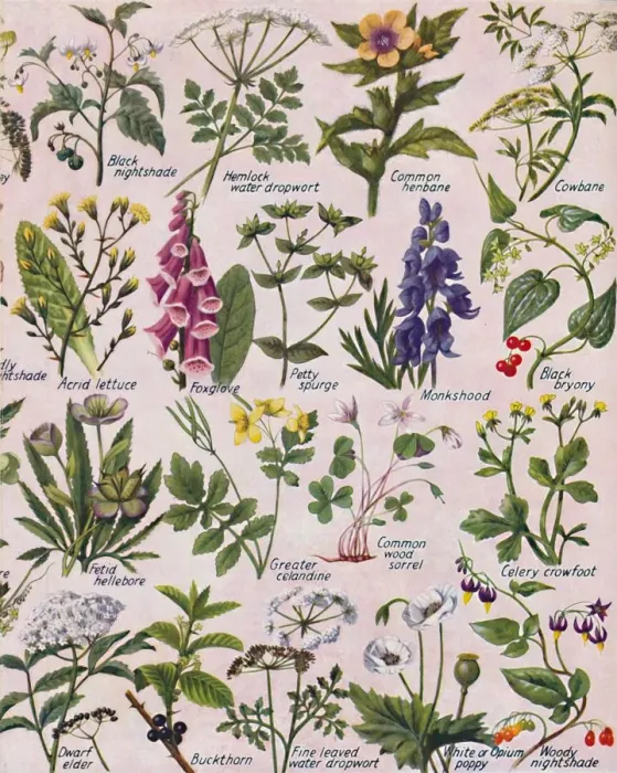 Framed Print : Poisonous Plants Found in the British Isles, 1935 Framed Print : Poisonous Plants Found in the British Isles, 1935