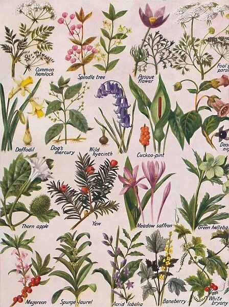 Poisonous Plants Found in the British Isles, 1935 available as Framed ...