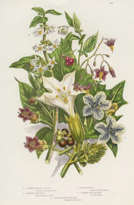 Framed Print : Poisonous plants, c1885 Framed Print : Poisonous plants, c1885