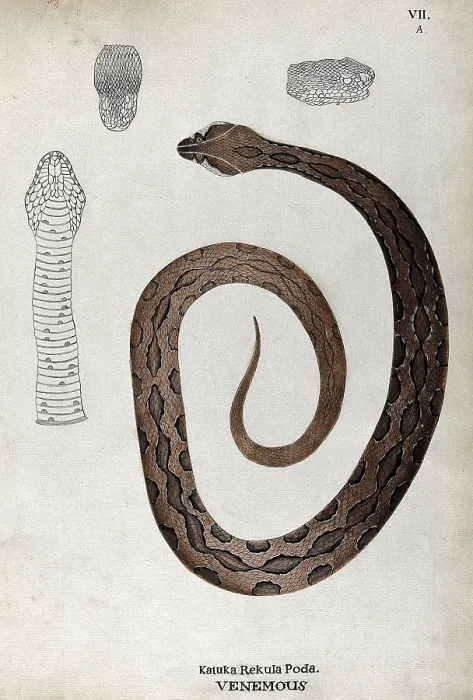 Framed Print : A poisonous snake, brown in colour with darker oblong patches: includes three outline... 1795. Creator: Unknown Framed Print : A poisonous snake, brown in colour with darker oblong patches: includes three outline... 1795. Creator: Unknown