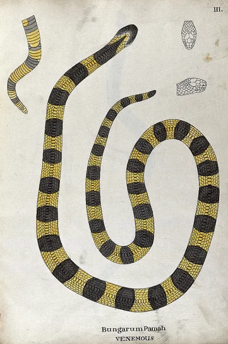Framed Print : A poisonous snake, yellow in colour, with broad grey cross-banded markings: includes a... 1795. Creator: Patrick Russell Framed Print : A poisonous snake, yellow in colour, with broad grey cross-banded markings: includes a... 1795. Creator: Patrick Russell