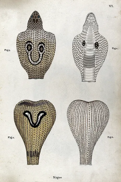 Framed Print : Two poisonous snakes (Indian cobras): four figures showing the snakes hoods, seen from... 1795 Framed Print : Two poisonous snakes (Indian cobras): four figures showing the snakes hoods, seen from... 1795