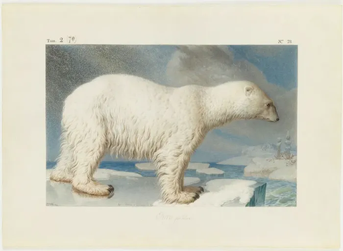 Framed Print : Polar bear, 1796. Creator: Marechal, Nicolas (1753-1802) Framed Print : Polar bear, 1796. Creator: Marechal, Nicolas (1753-1802)