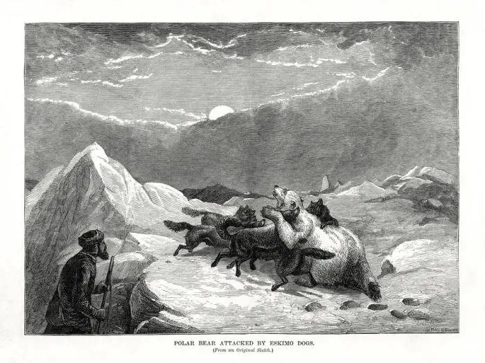 Framed Print : Polar Bear Attacked by Eskimo Dogs, 1877 Framed Print : Polar Bear Attacked by Eskimo Dogs, 1877