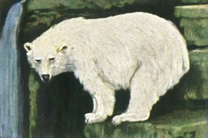 Framed Print : Polar bear from Spitzbergen, c1928. Creator: Unknown Framed Print : Polar bear from Spitzbergen, c1928. Creator: Unknown