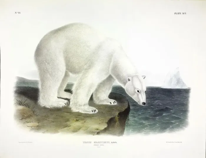 Framed Print : Polar Bear, Urusus Maritimus, 1845 Framed Print : Polar Bear, Urusus Maritimus, 1845