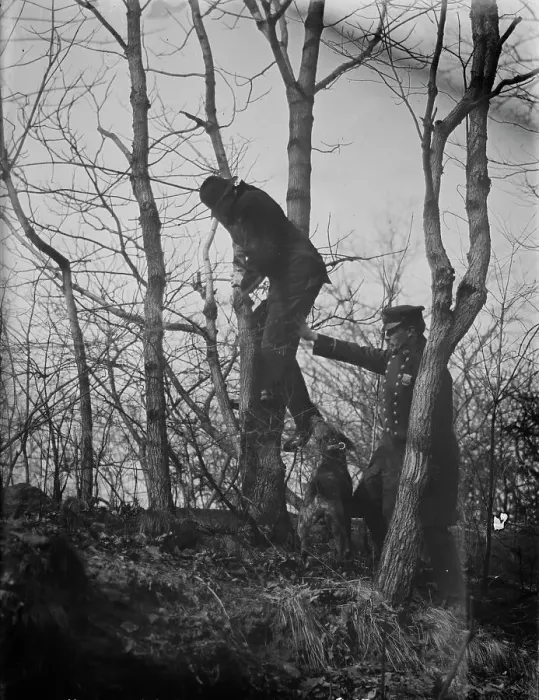 Framed Print : Policeman, police dog treeing tramp, New York City, 1912. Creator: Bain News Service Framed Print : Policeman, police dog treeing tramp, New York City, 1912. Creator: Bain News Service