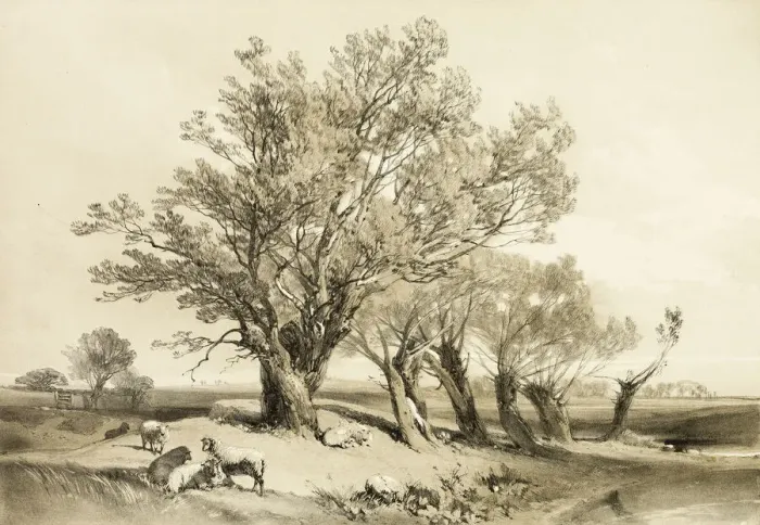 Framed Print : Pollard Willow, from The Park and the Forest, 1841. Creator: James Duffield Harding Framed Print : Pollard Willow, from The Park and the Forest, 1841. Creator: James Duffield Harding
