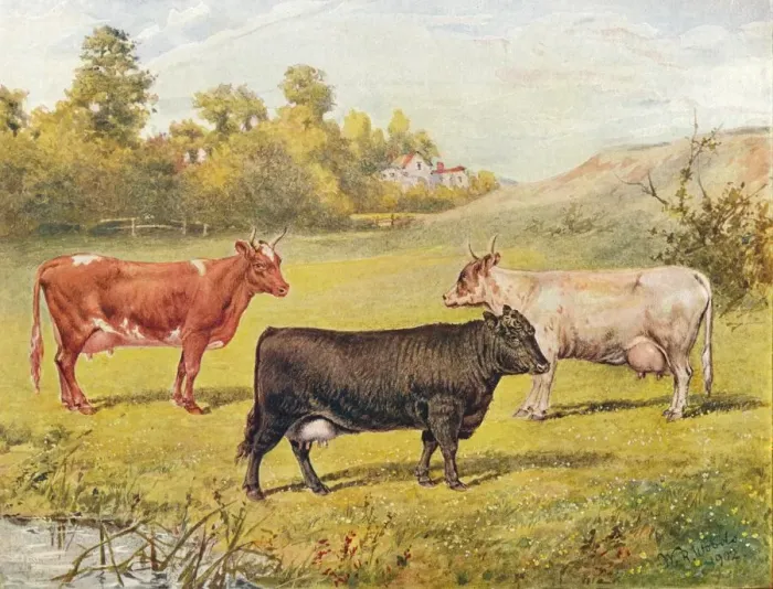 Framed Print : Polled Aberdeen and Ayrshire cows, 1902 (1910). Artist: WR Woods Framed Print : Polled Aberdeen and Ayrshire cows, 1902 (1910). Artist: WR Woods