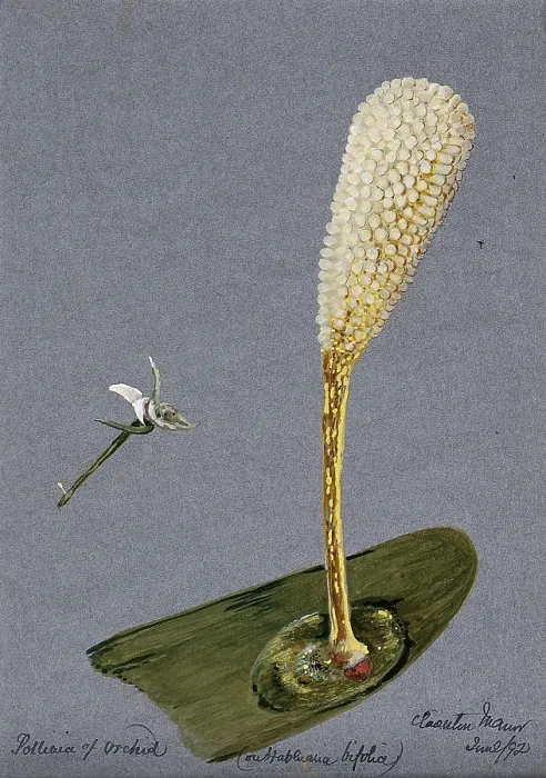 Framed Print : Pollinia (clumps of pollen) of the butterfly habenaria orchid (Habenaria bifolia) on a... 1892. Creator: Unknown Framed Print : Pollinia (clumps of pollen) of the butterfly habenaria orchid (Habenaria bifolia) on a... 1892. Creator: Unknown