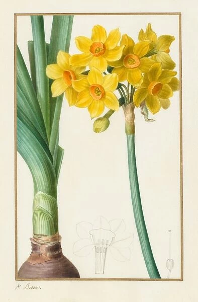 Polyanthus or Cluster Narcissus (Botanical: Narcissus tazetta), 1836. Creator: Pancrace Bessa