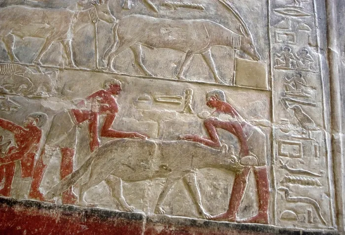 Framed Print : Polychrome relief depicting the capture of a hyena, Mastaba of Mereruka, Saqqara, Egypt, 2003. Creator: Unknown Framed Print : Polychrome relief depicting the capture of a hyena, Mastaba of Mereruka, Saqqara, Egypt, 2003. Creator: Unknown