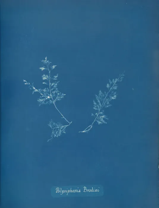 Framed Print : Polysiphonia Brodiaei, ca. 1853. Creator: Anna Atkins Framed Print : Polysiphonia Brodiaei, ca. 1853. Creator: Anna Atkins