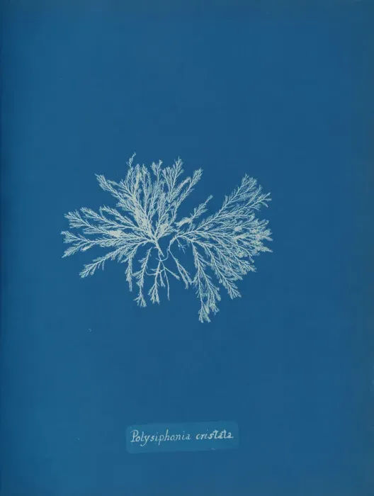 Framed Print : Polysiphonia cristata, ca. 1853. Creator: Anna Atkins Framed Print : Polysiphonia cristata, ca. 1853. Creator: Anna Atkins