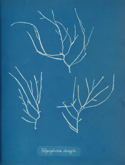 Framed Print : Polysiphonia elongata, ca. 1853. Creator: Anna Atkins Framed Print : Polysiphonia elongata, ca. 1853. Creator: Anna Atkins