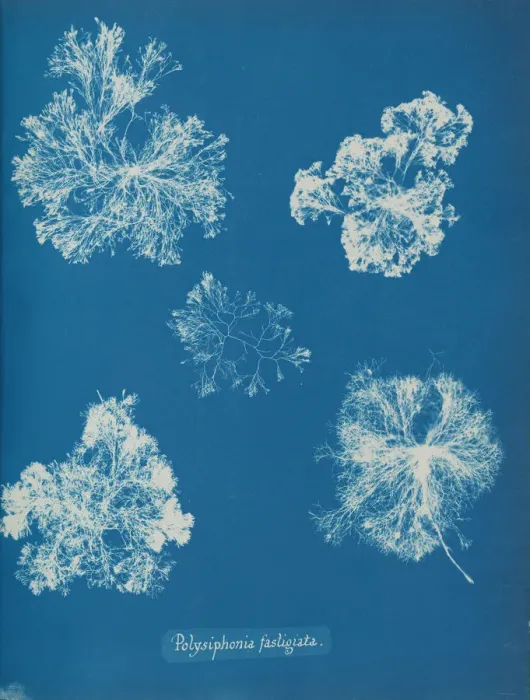Framed Print : Polysiphonia fastigiata, ca. 1853. Creator: Anna Atkins Framed Print : Polysiphonia fastigiata, ca. 1853. Creator: Anna Atkins