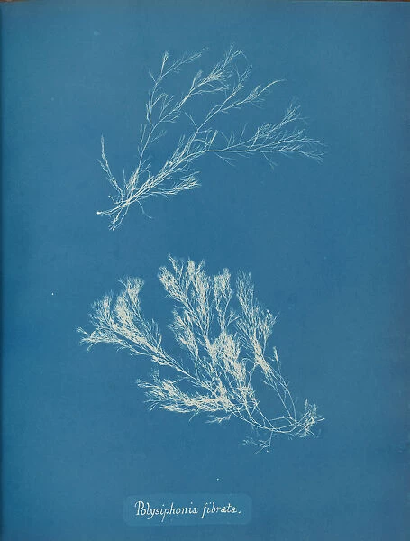 Polysiphonia fibrata, ca. 1853. Creator: Anna Atkins