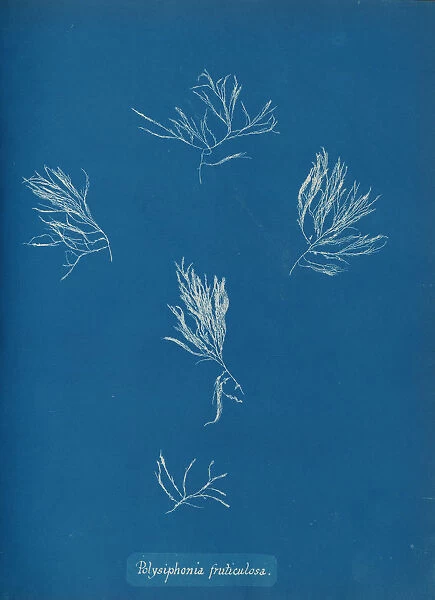 Polysiphonia fruticulosa, ca. 1853. Creator: Anna Atkins