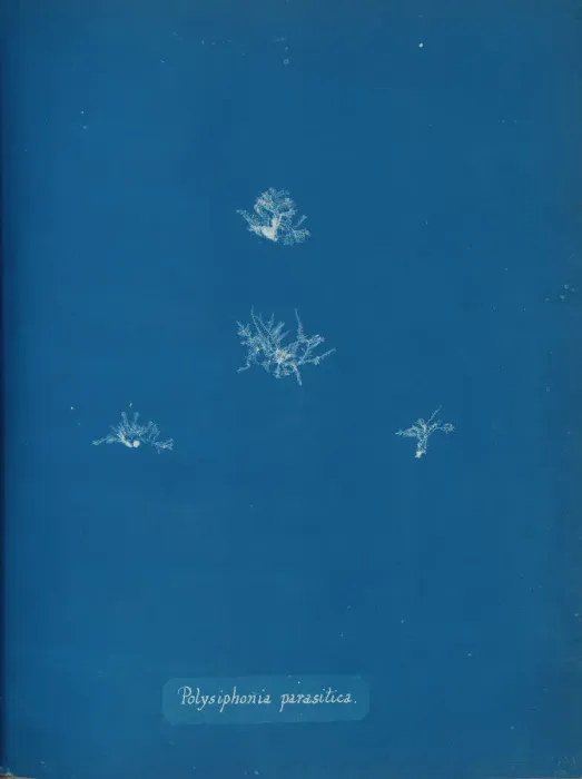 Framed Print : Polysiphonia parasitica, ca. 1853. Creator: Anna Atkins Framed Print : Polysiphonia parasitica, ca. 1853. Creator: Anna Atkins