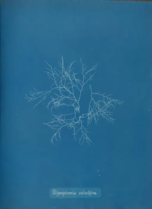 Framed Print : Polysiphonia subulifera, ca. 1853. Creator: Anna Atkins Framed Print : Polysiphonia subulifera, ca. 1853. Creator: Anna Atkins