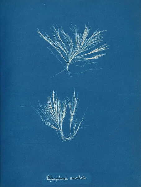 Polysiphonia urceolata, ca. 1853. Creator: Anna Atkins