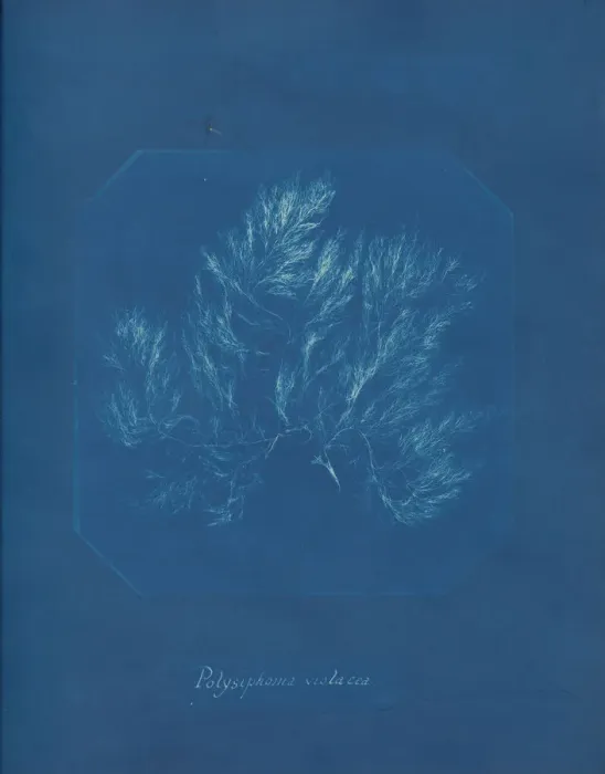 Framed Print : Polysiphonia violacea, ca. 1853. Creator: Anna Atkins Framed Print : Polysiphonia violacea, ca. 1853. Creator: Anna Atkins