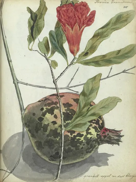 Framed Print : Pomegranate, 1779-1787. Creator: Jan Brandes Framed Print : Pomegranate, 1779-1787. Creator: Jan Brandes