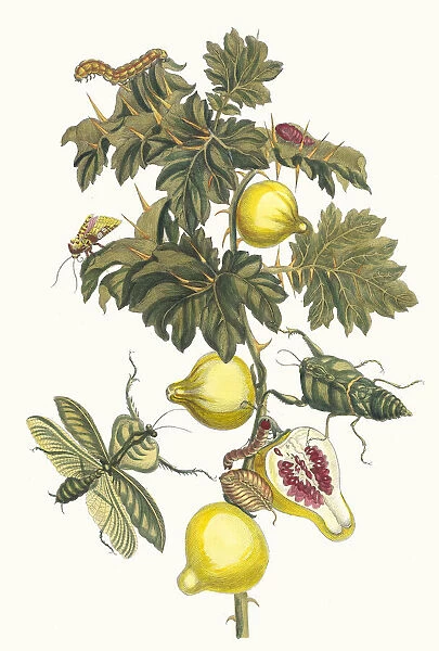 Pomme de Sodome. From the Book Metamorphosis insectorum Surinamensium, 1705