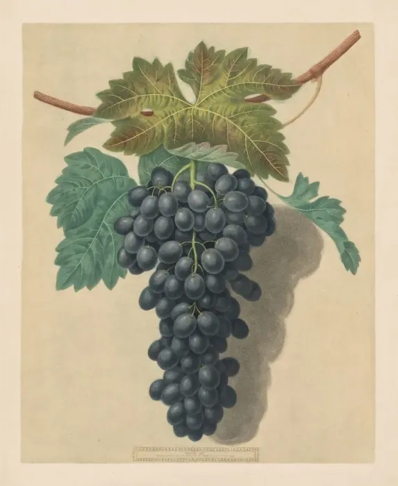 Framed Print : Pomona Britannica: No. 52 - Black Prince Grape, 1809. Creator: George Brookshaw (British) Framed Print : Pomona Britannica: No. 52 - Black Prince Grape, 1809. Creator: George Brookshaw (British)