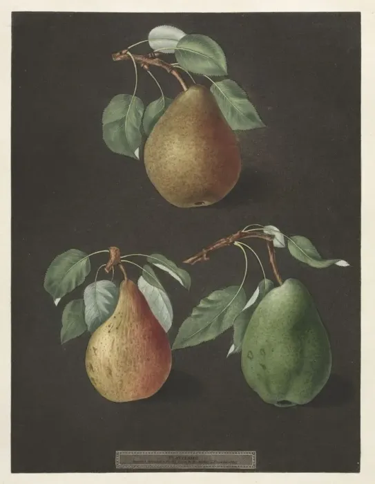 Framed Print : Pomona Britannica: No. 82 - Pears, 1807. Creator: George Brookshaw (British) Framed Print : Pomona Britannica: No. 82 - Pears, 1807. Creator: George Brookshaw (British)