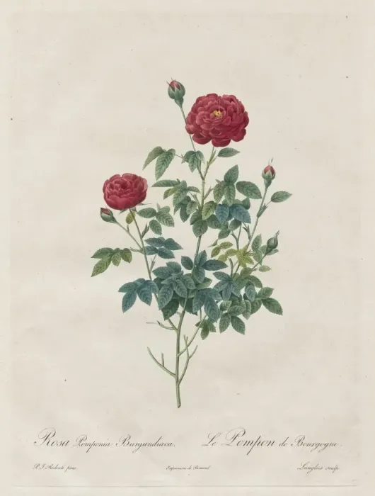 Framed Print : Pompon Rose, 1817-1824. Creator: Henry Joseph Redoute (French, 1766-1853) Framed Print : Pompon Rose, 1817-1824. Creator: Henry Joseph Redoute (French, 1766-1853)